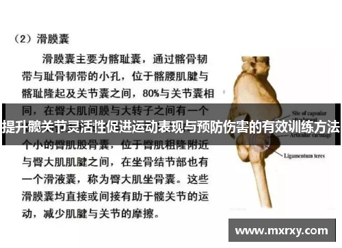 提升髋关节灵活性促进运动表现与预防伤害的有效训练方法